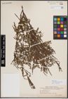 Foto von Salix exigua subsp. interior (Rowlee) Cronquist
